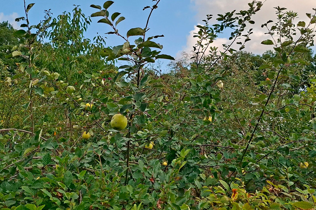 Hoeve Boord Ven - het voedselbosje