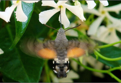 ca-le-scope-12.jpg